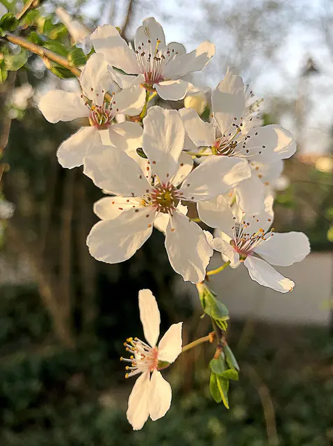 Blüten einer Kirschpflaume (Prunus cerasifera)