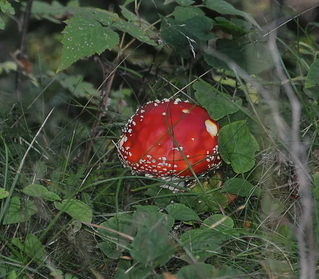 Fliegenpilz (Amanita muscaria)