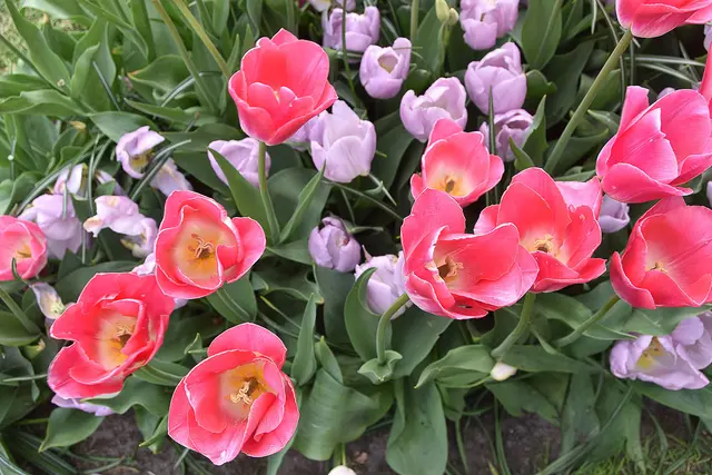 Tulpenbeet