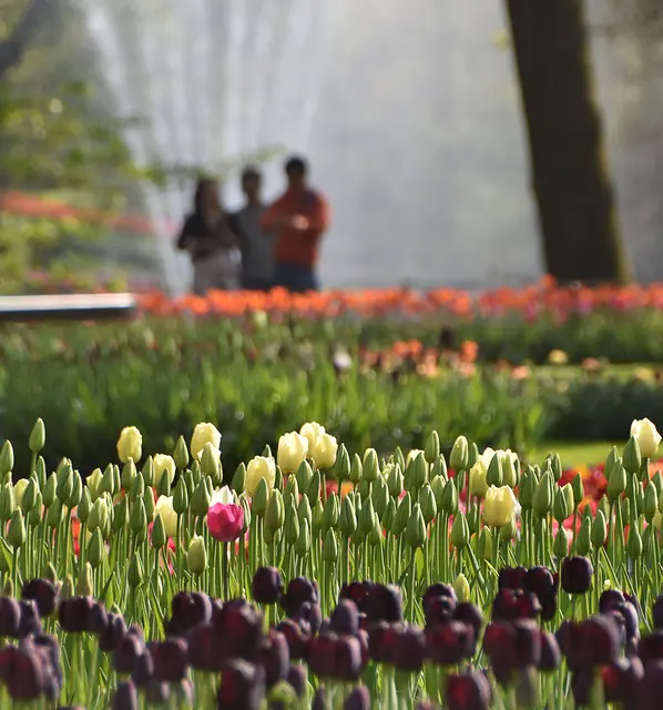 Keukenhof heißt eigentlich nur Küchenhof. Abe rnach einen Küchengarten sieht es schcon lange nicht mehr aus. Ach ja, im niederländische wie "eu" wie "ö" gesprochen, also "Kökenhof".