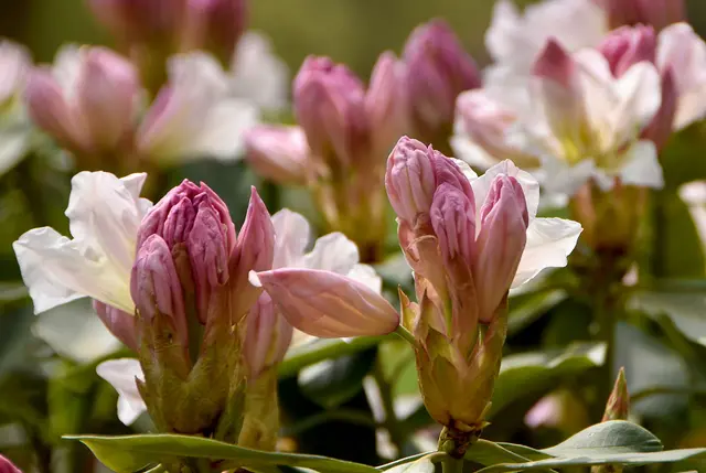 Rhododendron-Blüten im Frühjahr
