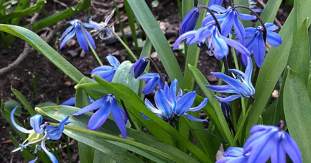 Sibirischen Blaustern (Scilla siberica)