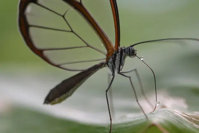 Ein Glasflügelfalter in Deutschland? 
Das Tier ist eine lateinamerikanische Schmetterlingsart, kommt auch schon mal in Texas vor. Hier sieht man das Insekt mit zwei Wassertropfen auf dem Rüssel.
Ist das Wildlife? Das Tier ist offensichlich aus dem Schmetterlingshaus der Insel Mainau ausgebüchst und bewegt sich frei. Das dürfte allerdings dauerhaft nicht gut ausgehen.